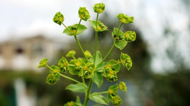 Euphorbia terracina